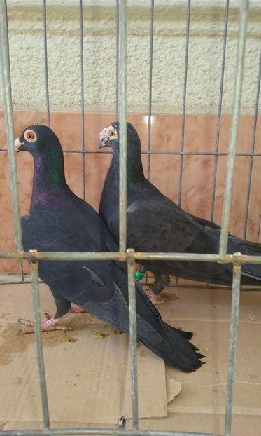  - Voiajor stil vechi de vanzare octombrie 2017