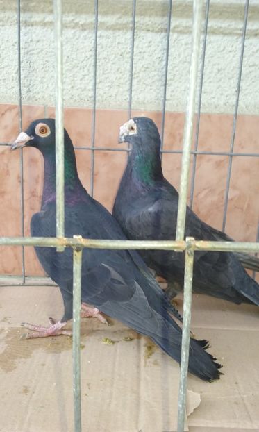  - Voiajor stil vechi de vanzare octombrie 2017