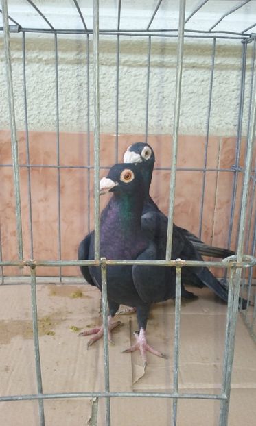  - Voiajor stil vechi de vanzare octombrie 2017