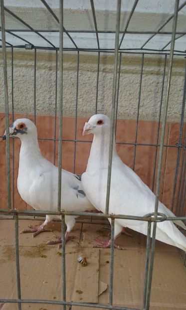  - Voiajor stil vechi de vanzare octombrie 2017