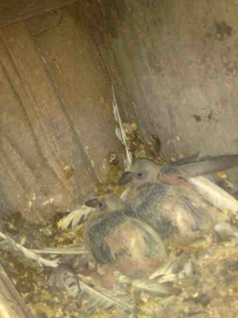 pui scapati - 139 victime facute de dihor in noaptea de 8 octombrie