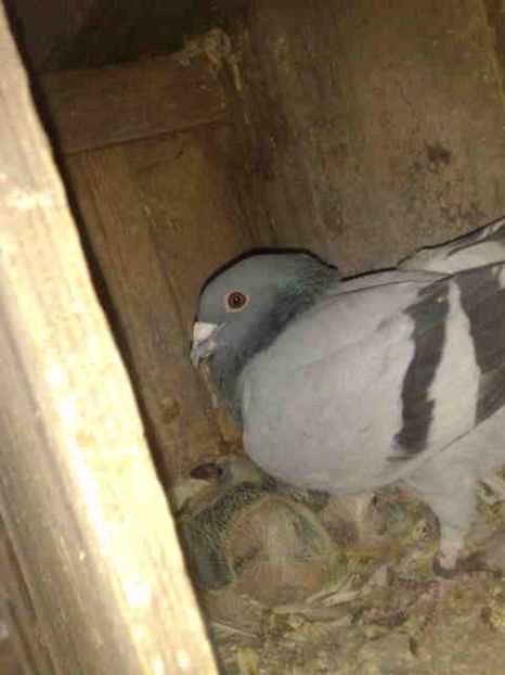  - 139 victime facute de dihor in noaptea de 8 octombrie