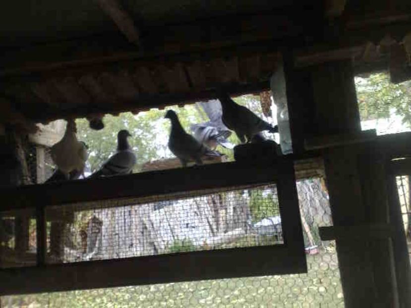  - 139 victime facute de dihor in noaptea de 8 octombrie