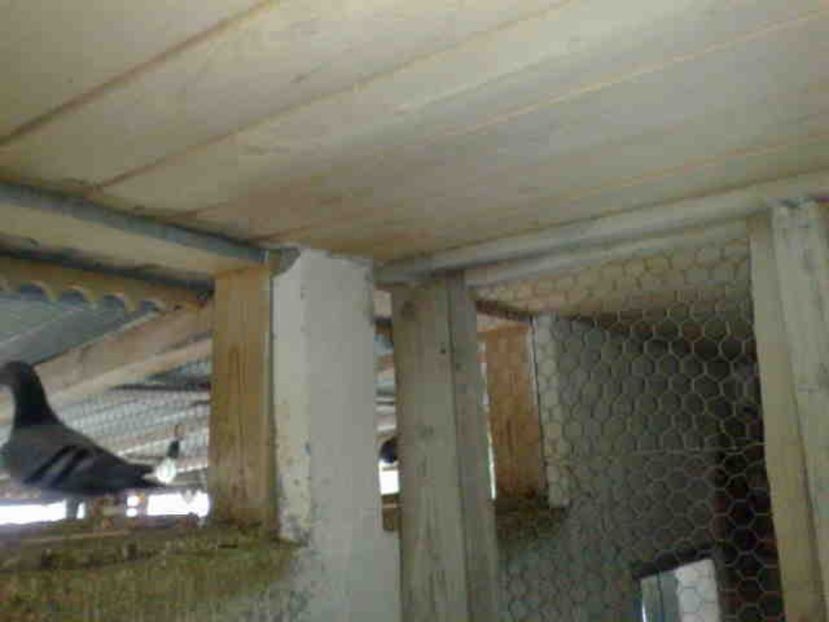 intrarile in voliera deschise - 139 victime facute de dihor in noaptea de 8 octombrie