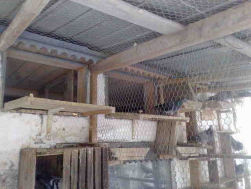 intrarile deschise de afara - 139 victime facute de dihor in noaptea de 8 octombrie