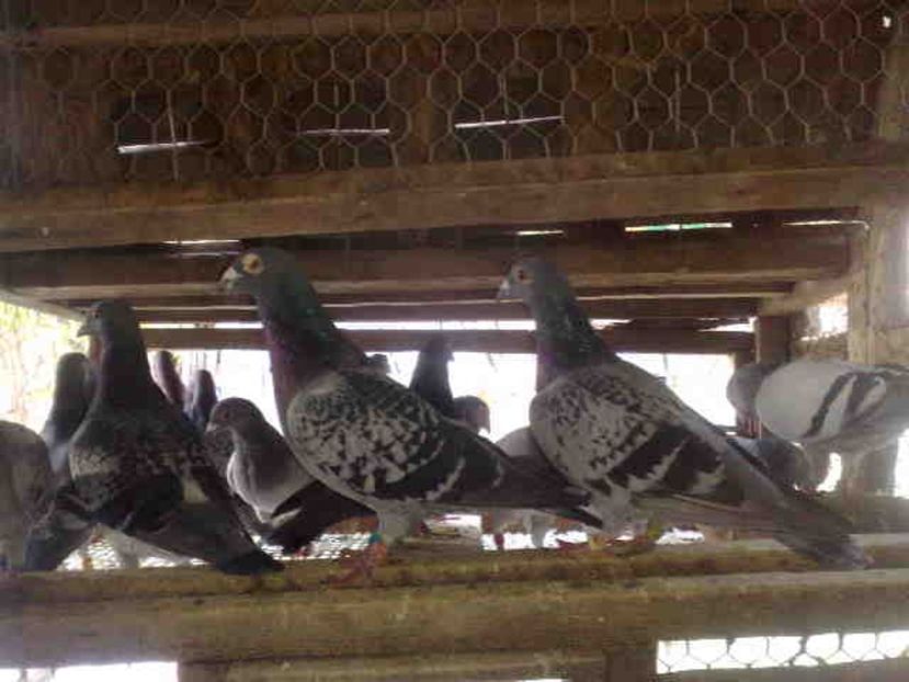 supravietuitorii - 139 victime facute de dihor in noaptea de 8 octombrie