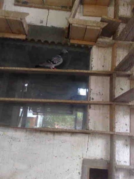 geam dublu - 139 victime facute de dihor in noaptea de 8 octombrie