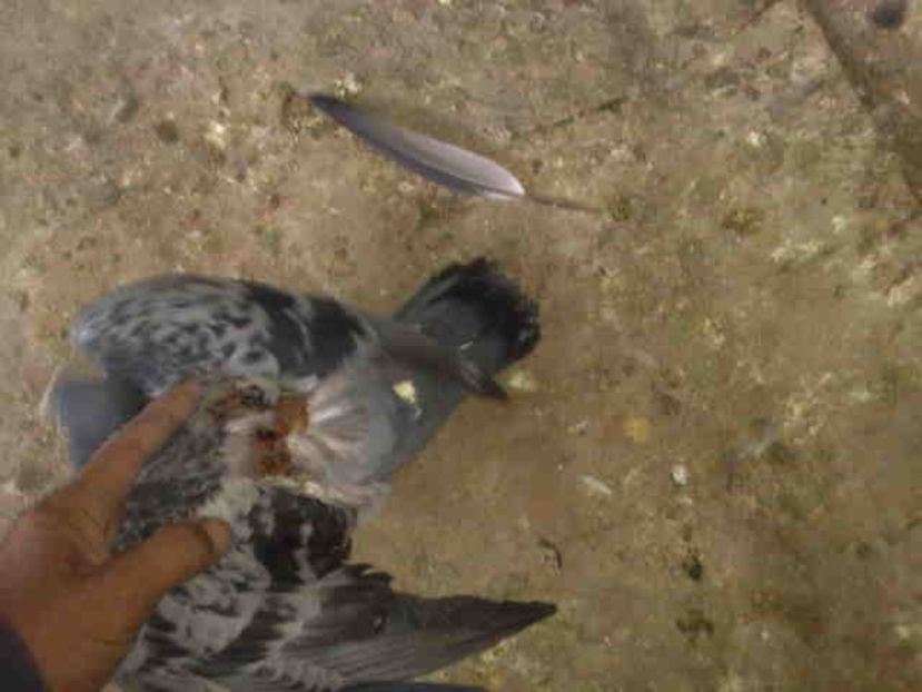  - 139 victime facute de dihor in noaptea de 8 octombrie