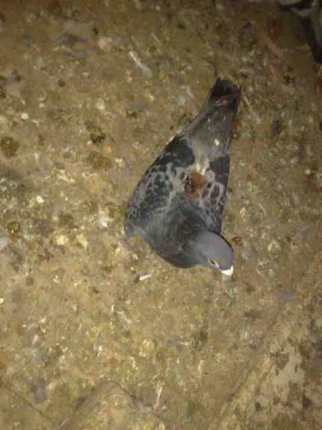  - 139 victime facute de dihor in noaptea de 8 octombrie