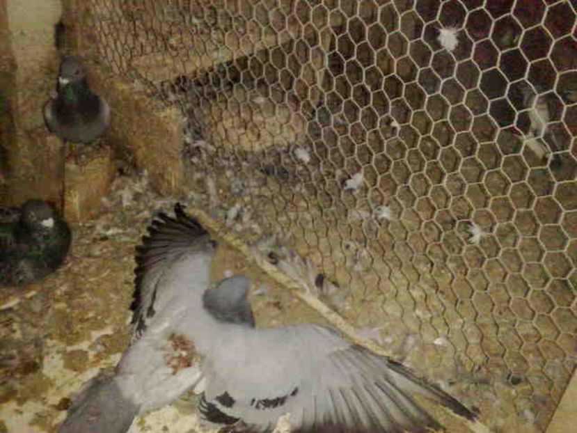  - 139 victime facute de dihor in noaptea de 8 octombrie