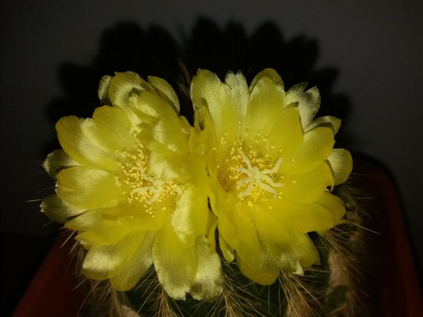  - Florile mele octombrie 2017