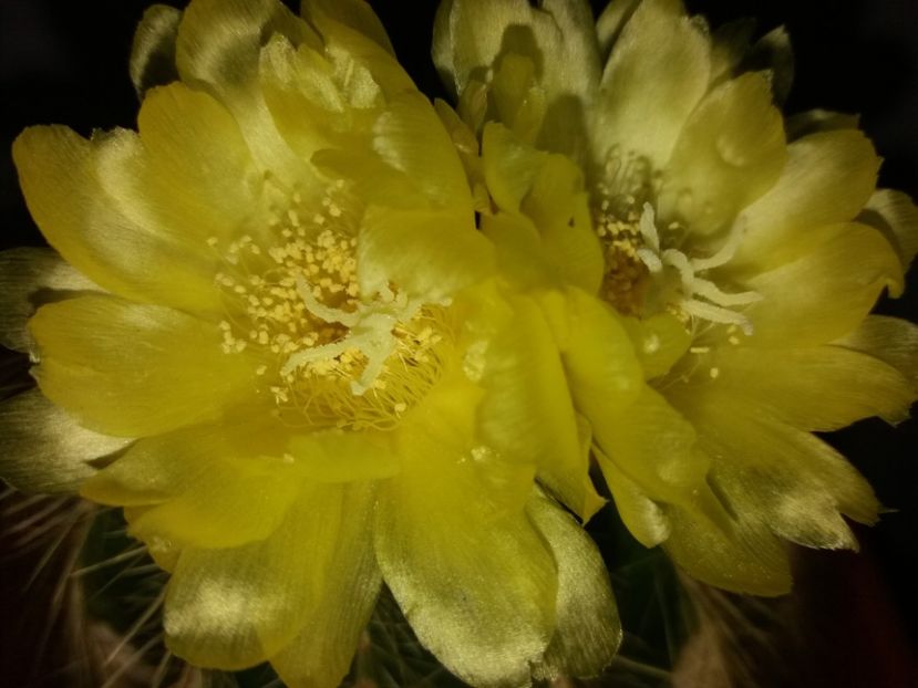  - Florile mele octombrie 2017