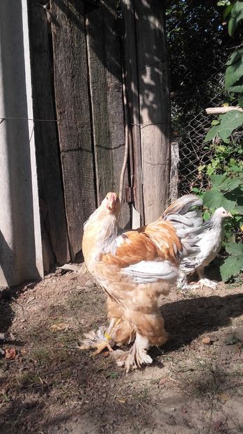  - Achizitii Germania 2017