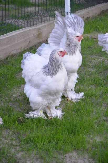 received_840687596085721 - găini brahma herminat deschis albastru