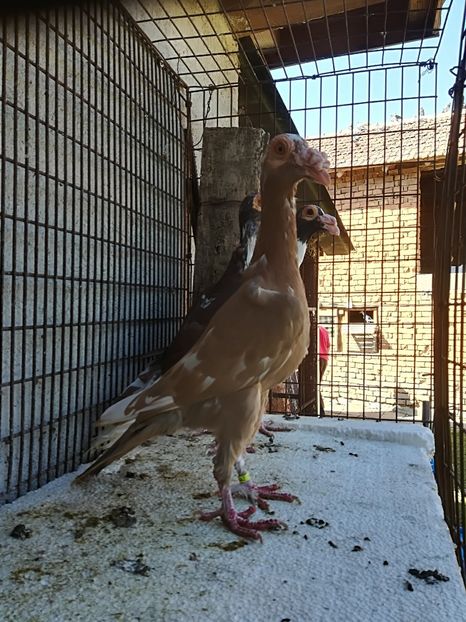 1-0. PT. 2018 - CARRIER PT MATCA 2018