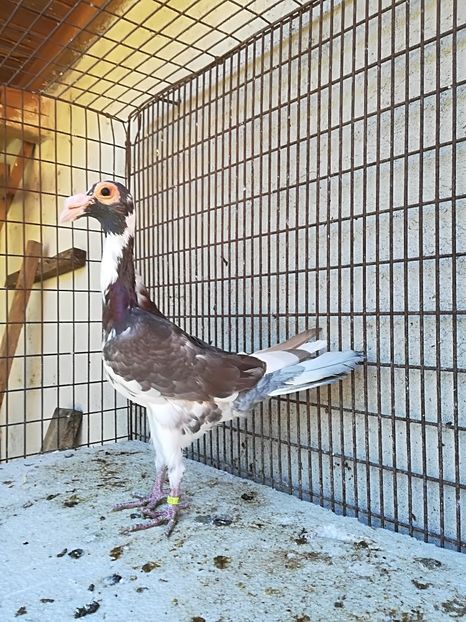 1-0. PT. 2018 - CARRIER PT MATCA 2018