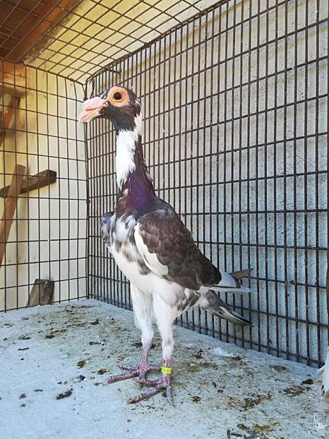 1-0. PT. 2018 . - CARRIER PT MATCA 2018