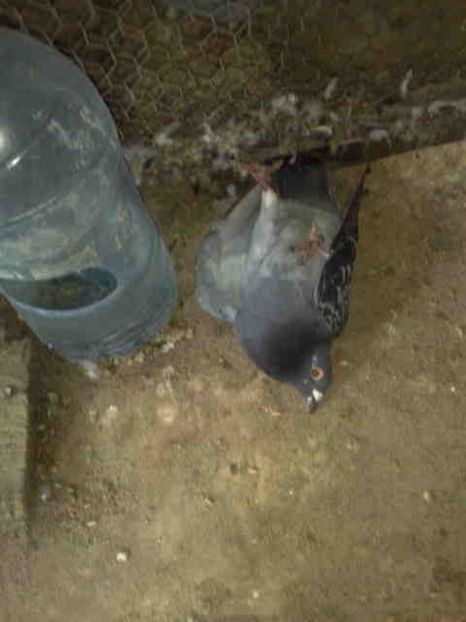  - 139 victime facute de dihor in noaptea de 8 octombrie