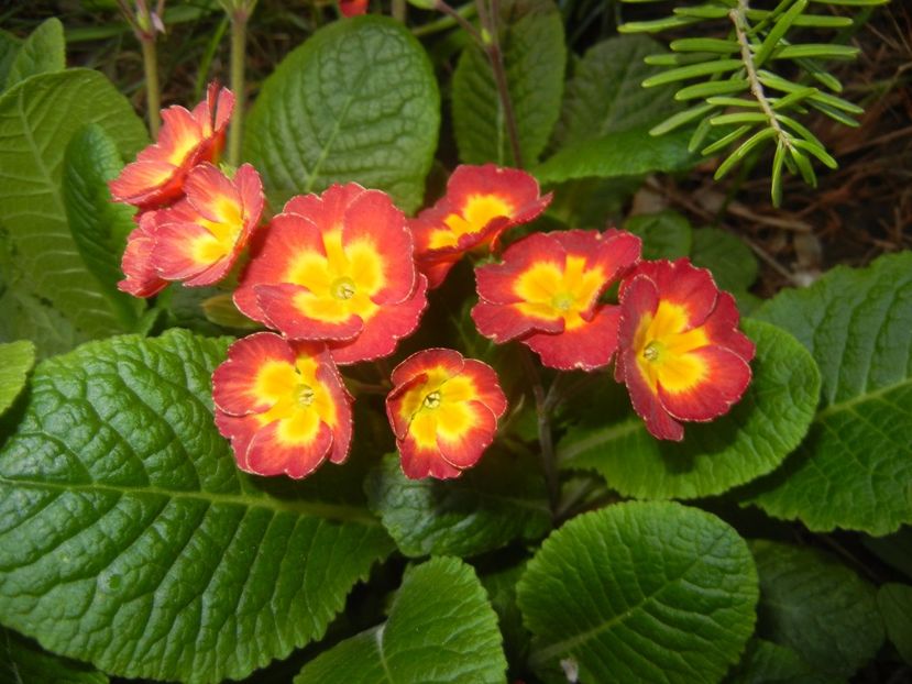 Primula polyanthus Red (2017, April 14) - Primula polyanthus Red