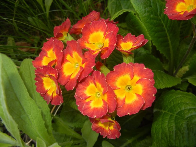 Primula polyanthus Red (2017, April 14) - Primula polyanthus Red