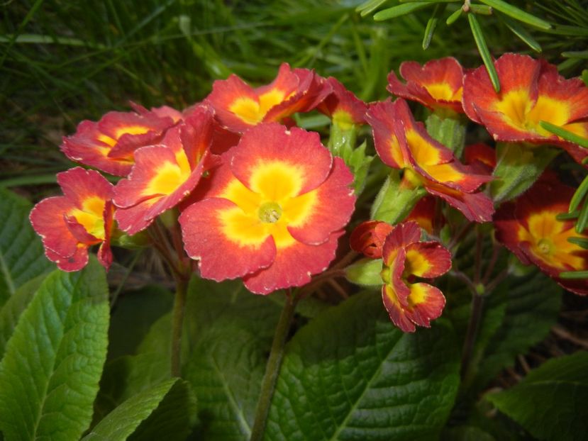 Primula polyanthus Red (2017, April 14) - Primula polyanthus Red