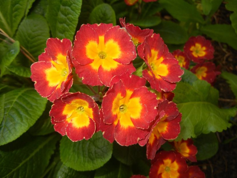 Primula polyanthus Red (2017, April 15) - Primula polyanthus Red