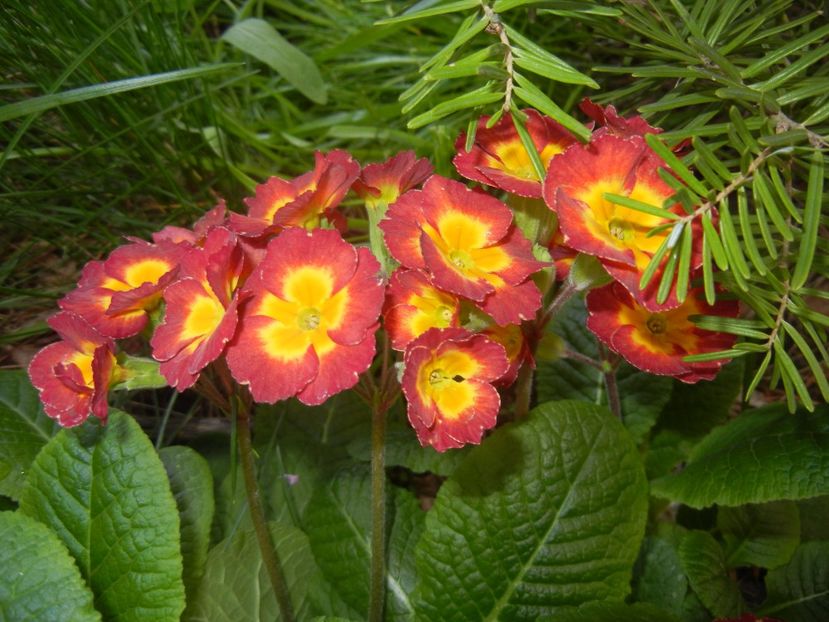 Primula polyanthus Red (2017, April 15) - Primula polyanthus Red