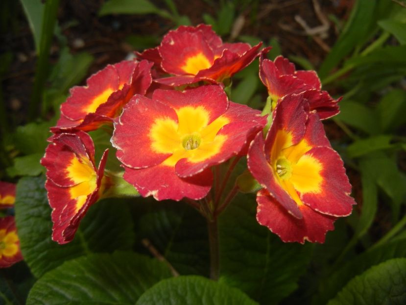 Primula polyanthus Red (2017, April 15) - Primula polyanthus Red