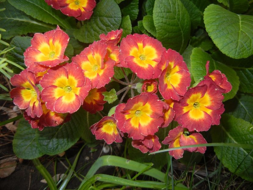 Primula polyanthus Red (2017, April 15) - Primula polyanthus Red