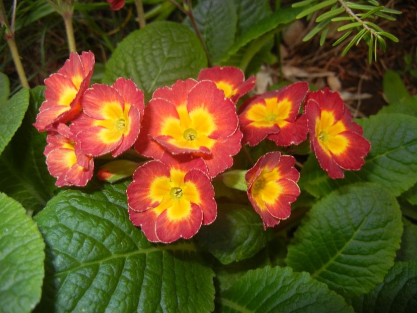 Primula polyanthus Red (2017, April 15) - Primula polyanthus Red