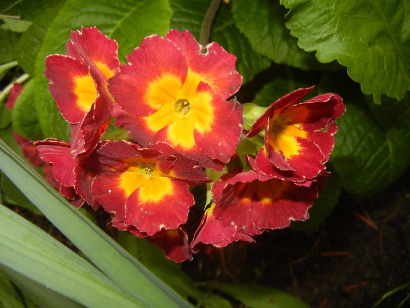 Primula polyanthus Red (2017, April 21) - Primula polyanthus Red