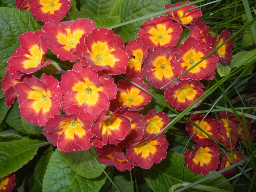 Primula polyanthus Red (2017, April 24) - Primula polyanthus Red