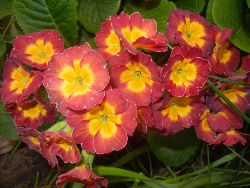 Primula polyanthus Red (2017, April 24) - Primula polyanthus Red