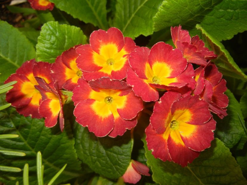 Primula polyanthus Red (2017, April 24) - Primula polyanthus Red