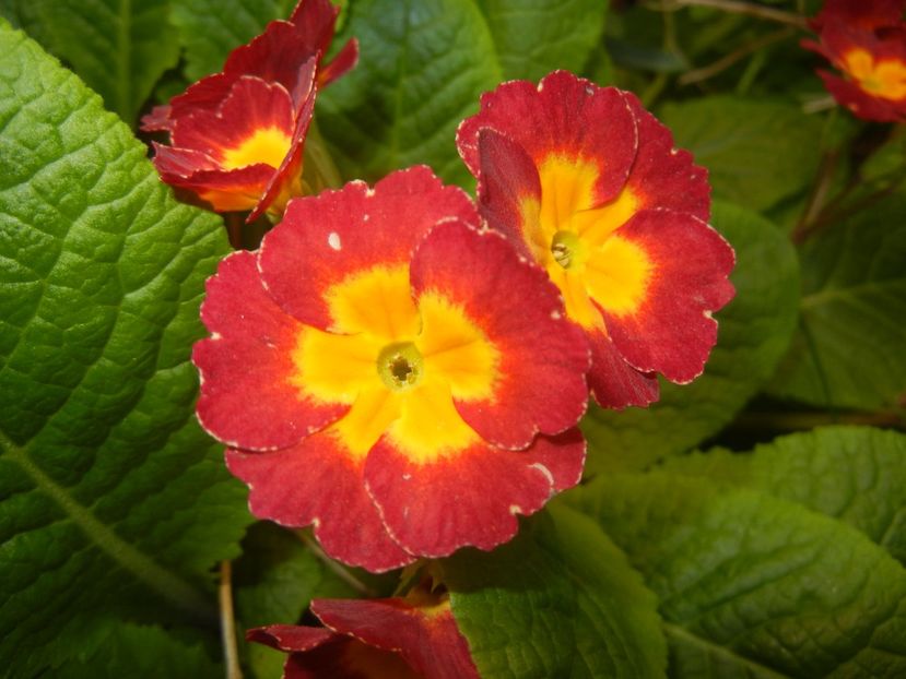 Primula polyanthus Red (2017, April 24) - Primula polyanthus Red