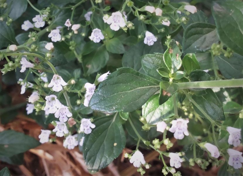  - Gradina Magura -Teleorman 2017