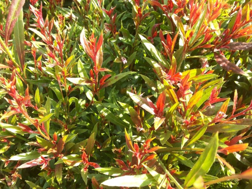  - Gradina Magura -Teleorman 2017