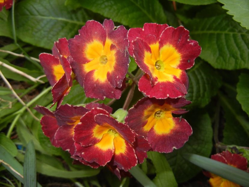 Primula polyanthus Red (2017, April 29) - Primula polyanthus Red