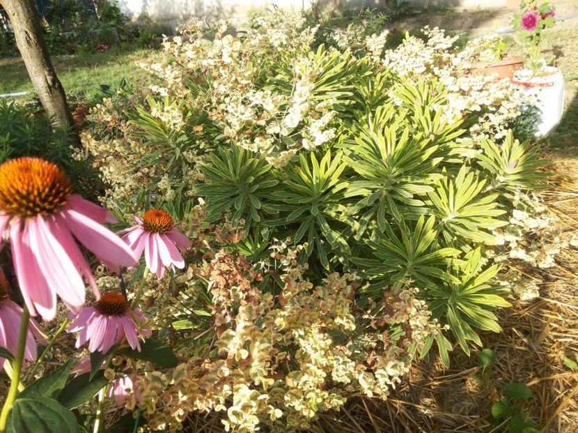  - Gradina Magura -Teleorman 2017