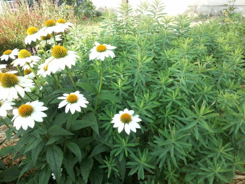  - Gradina Magura -Teleorman 2017