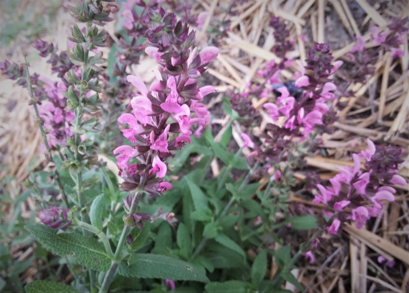  - Gradina Magura -Teleorman 2017