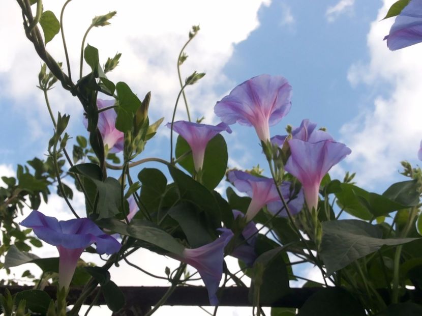  - Gradina Magura -Teleorman 2017