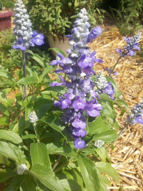  - Gradina Magura -Teleorman 2017