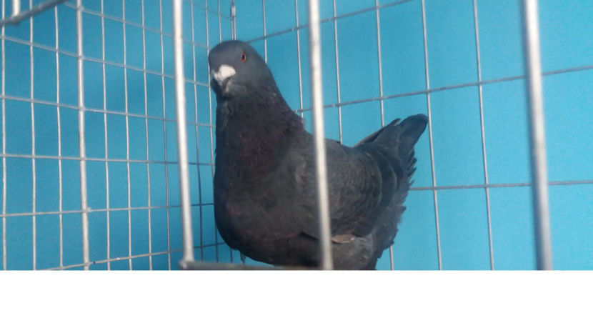 De vanzare - 5-AMERICANI PUI 2017