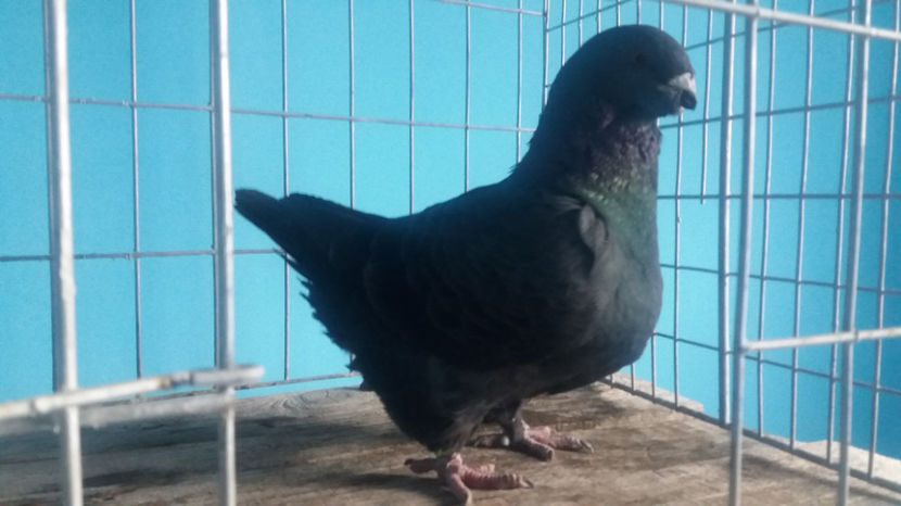 M- 2017 - 5-AMERICANI PUI 2017