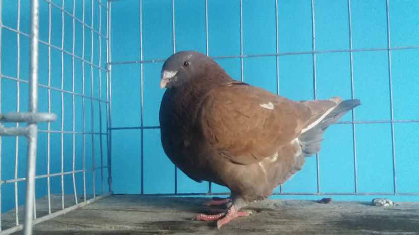 Matca - 5-AMERICANI PUI 2017