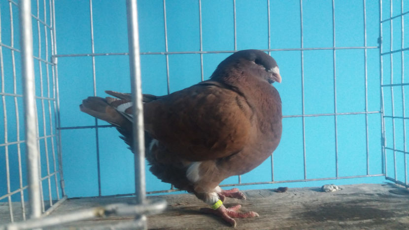 M-2017 - 5-AMERICANI PUI 2017