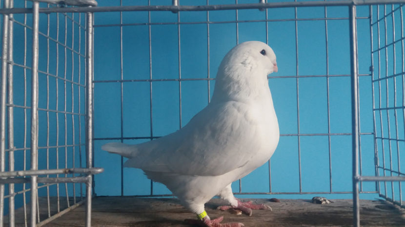 M-2017 - 5-AMERICANI PUI 2017