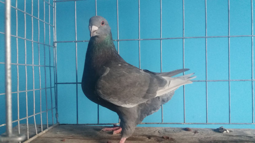 Vandut - 5-AMERICANI PUI 2017