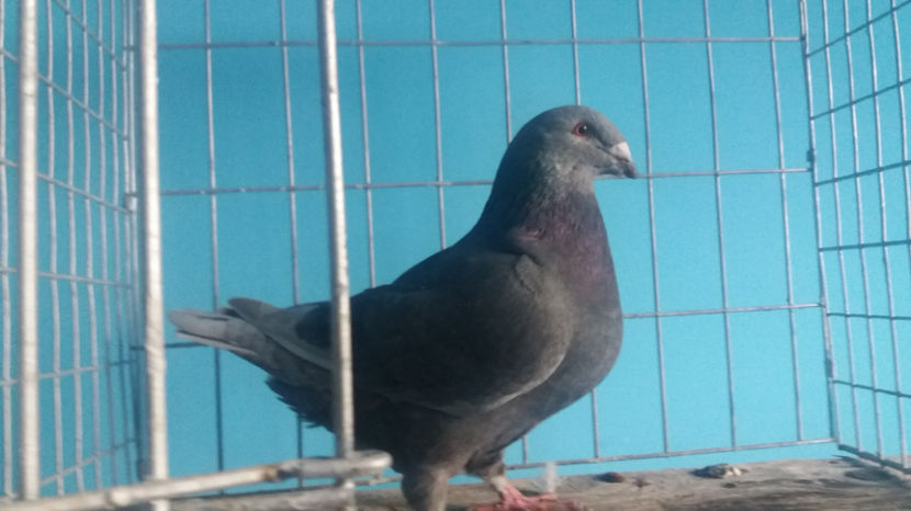 M-2017 - 5-AMERICANI PUI 2017